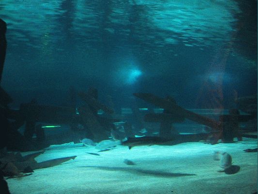 August 15, 2004 Sea World Mall of America
