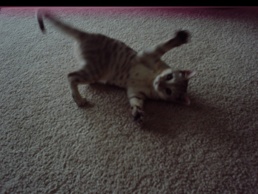 Sneevlocke the Bengal cat
