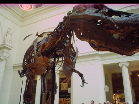 Sue, the world's largest, most complete, and best preserved Tyrannosaurus rex at the Field Musuem Chicago
