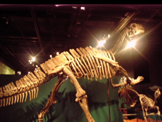 Field Musuem Chicago
