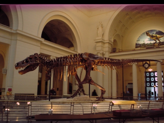 Field Musuem Chicago
