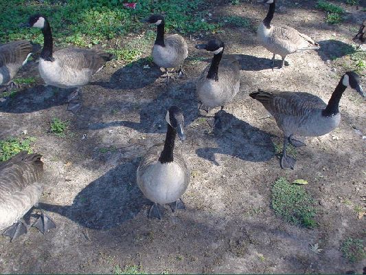 October 2, 2004 Silver Lake, Rochester
Goose
