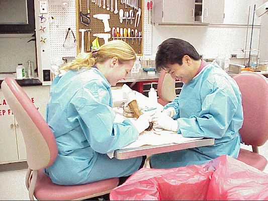 Dr. Tanaka and Me
suture practice on dog tendons
