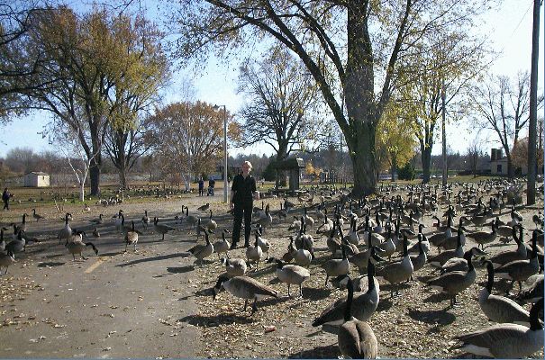 Akka the Goose
