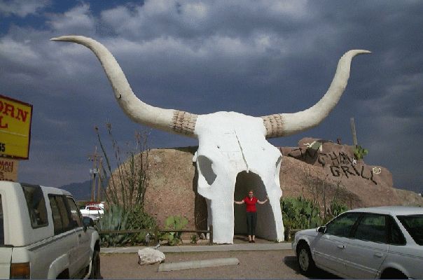 Bison
