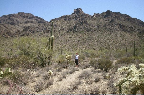 Cactus III
