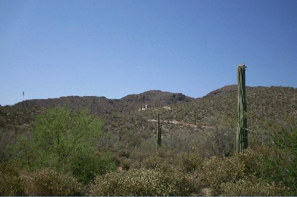 Cactus V
