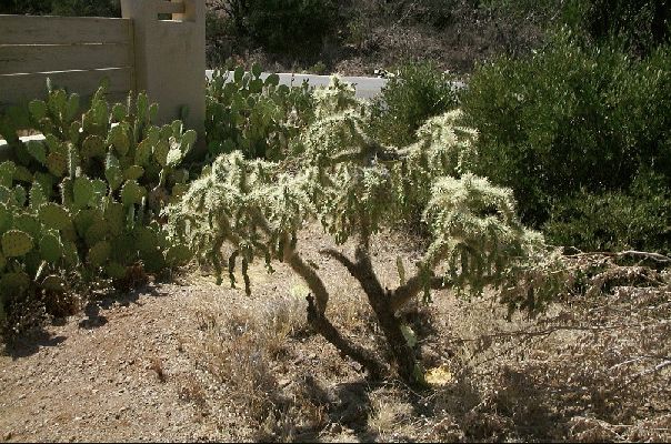 Cactus I
