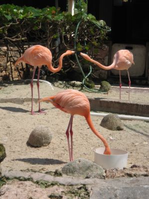 Curacao_Anke_148.jpg