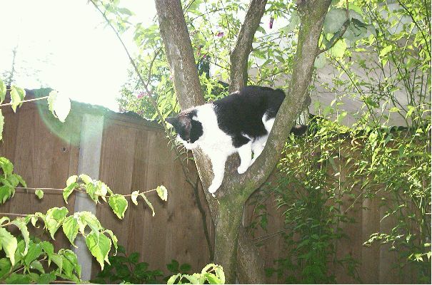 Spencer in tree
