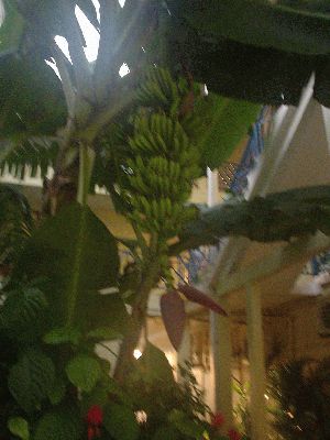 Bananas in garden at hotel
