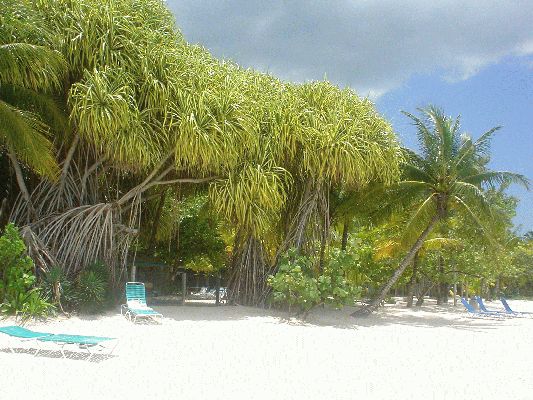 Negril's 11 km beach
