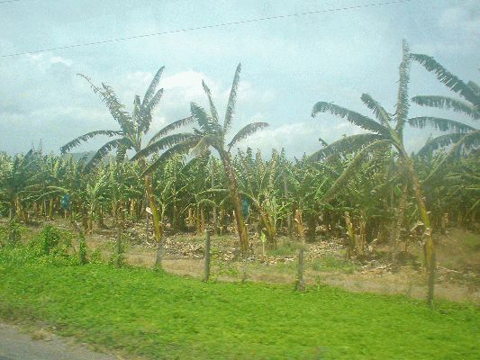 Banana plantage
