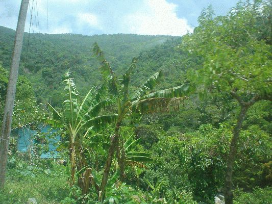 Blue Mountains
Banana tree
