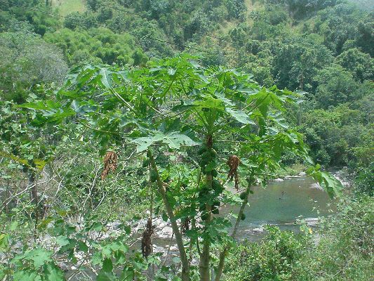 Blue Mountains
Papaya tree
