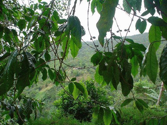 Blue Mountains
Coffee plant
