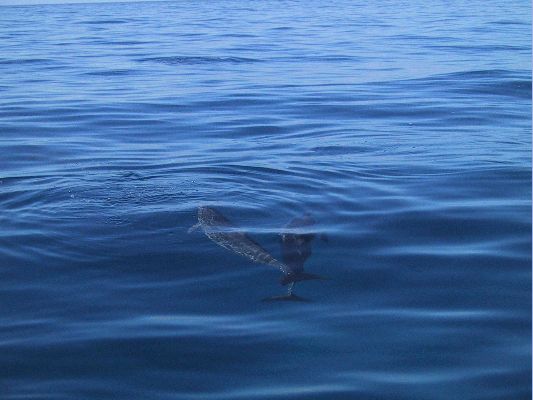 Na Pali Explorer boat tour
KAWAII - August 19- September 3
