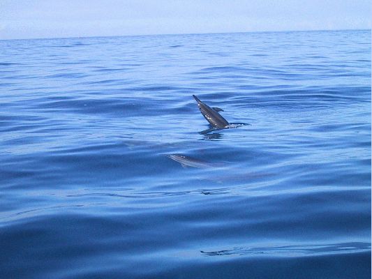 Na Pali Explorer boat tour
KAWAII - August 19- September 3
