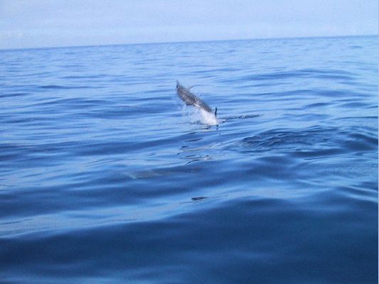 Na Pali Explorer boat tour
KAWAII - August 19- September 3

