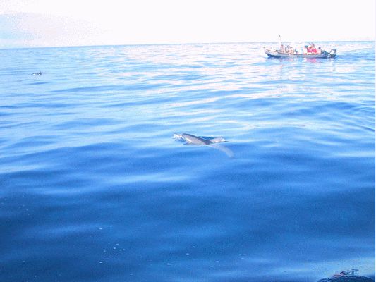 Na Pali Explorer boat tour
KAWAII - August 19- September 3
