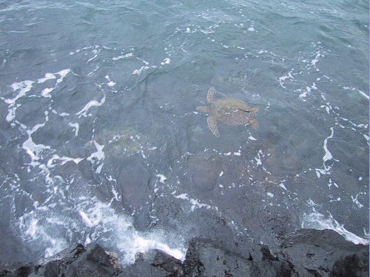 Turtle Beach - Sea turtle
The Big Island - August 19- September 3
