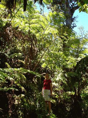 Huge Fern
The Big Island - August 19- September 3
