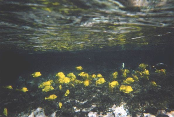 snorkling at the Captain cook Monument
The Big Island - August 19- September 3
