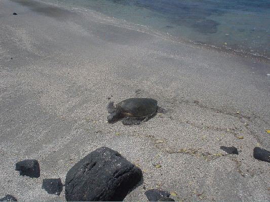 Sea Turtle in Pu'uhonua O Hanaunau National Historical Park
The Big Island - August 19- September 3
