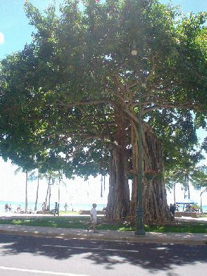 Waikiki Beach - Hunolulu
OAHU - August 19- September 3
