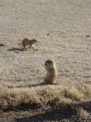 Priarie dogs
