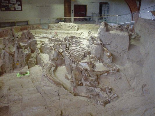 Mammoth Site in Hot Springs SD
Remainings of 53 Mammoths in Sinkhole from the Ice Age
3 Hairy Mammoths and 50 Columbian Mammoths - all male
