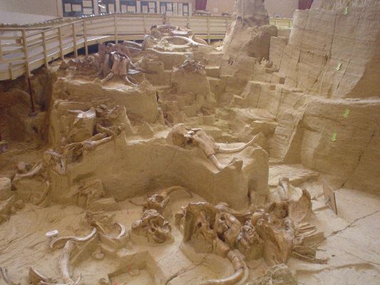 Mammoth Site in Hot Springs SD
Remainings of 53 Mammoths in Sinkhole from the Ice Age
