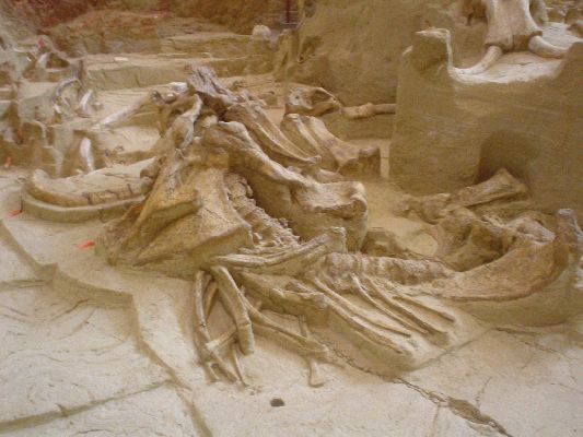 Mammoth Site in Hot Springs SD
Remainings of 53 Mammoths in Sinkhole from the Ice Age
