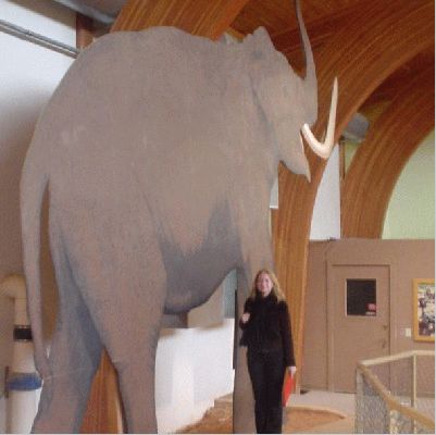 Mammoth Site in Hot Springs SD
Me and the fake Columbian Mammoth, real size
