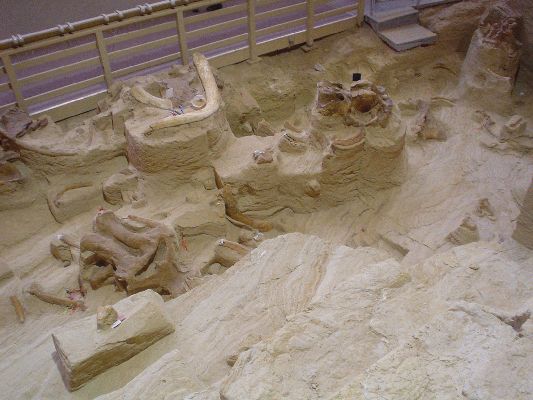Mammoth Site in Hot Springs SD
Remainings of 53 Mammoths in Sinkhole from the Ice Age
