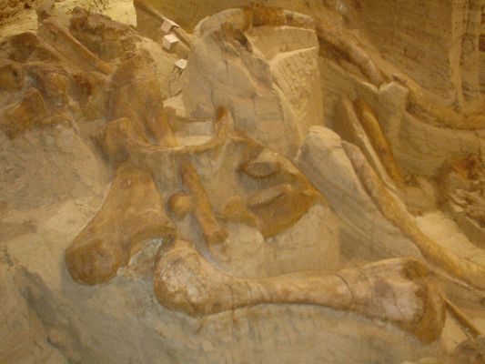Mammoth Site in Hot Springs SD
Remainings of 53 Mammoths in Sinkhole from the Ice Age
