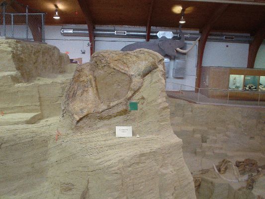 Mammoth Site in Hot Springs SD
Pelvis

