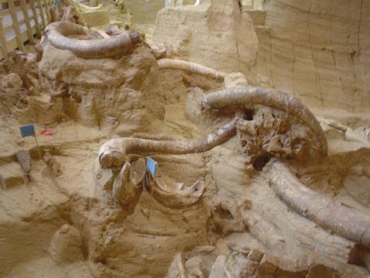 Mammoth Site in Hot Springs SD
Remainings of 53 Mammoths in Sinkhole from the Ice Age
