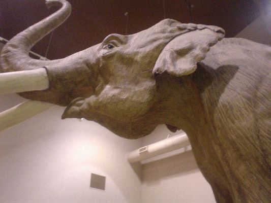 Mammoth Site in Hot Springs SD
Remainings of 53 Mammoths in Sinkhole from the Ice Age
