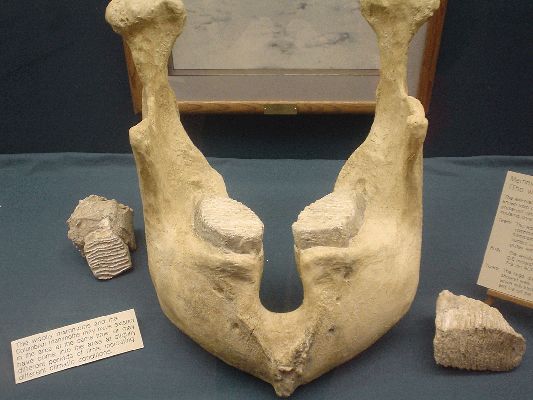 Mammoth Site in Hot Springs SD
Mammoths molars
