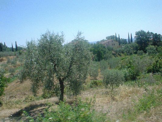 July 28 - Aug 1 2005
Olive trees
