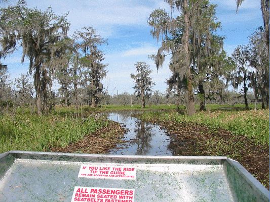Airboat Swamp tour
