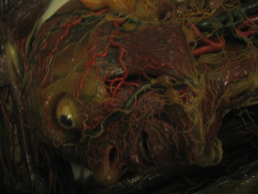 Vienna
Anatomy museum
