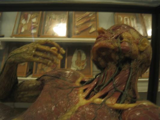Anatomy museum with wax specimens of 200 years old
