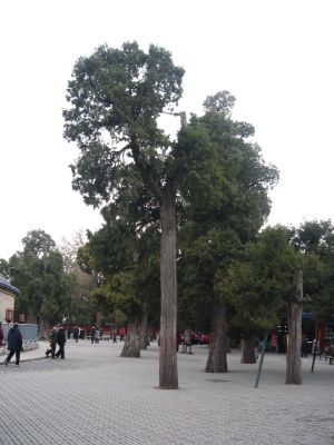 Temple of Heaven Park in Beijing
