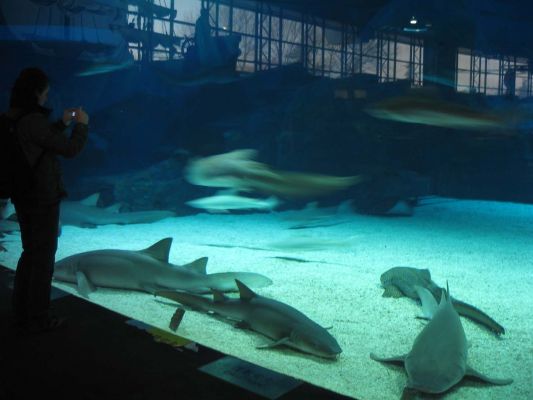 Sea aquarium Beijing
