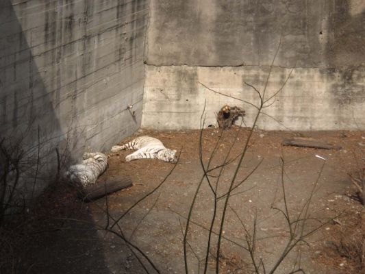 Albino Bengal Tiger, Beijing zoo
