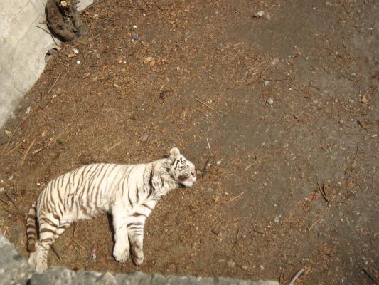 Albino Bengal Tiger, Beijing zoo
