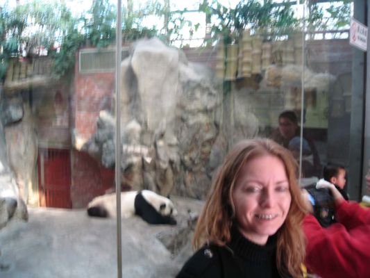 Panda bear
