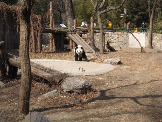 Panda bear
